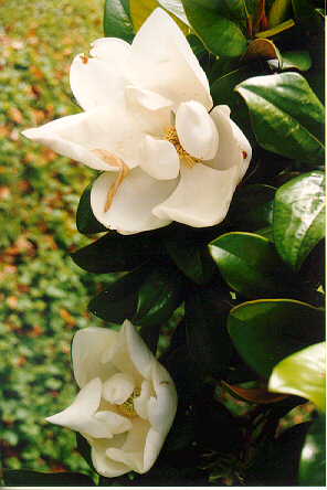 Magnolia